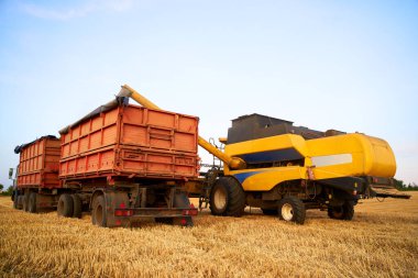 Hasat araçlarından gelen tahılları tarladaki tahıl kamyonuna yüklüyorlar. Hasat boşaltıcısı buğdayı tahıl kutusuna döktü. İşteki çiftçiler. Tarım mevsimi hasat teması.