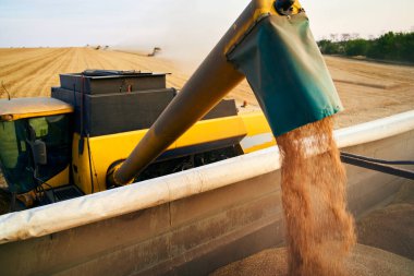 Hasat araçlarından gelen tahılları tarladaki tahıl kamyonuna yüklüyorlar. Hasat boşaltıcısı buğdayı tahıl kutusuna döktü. İşteki çiftçiler. Tarım mevsimi hasat teması.