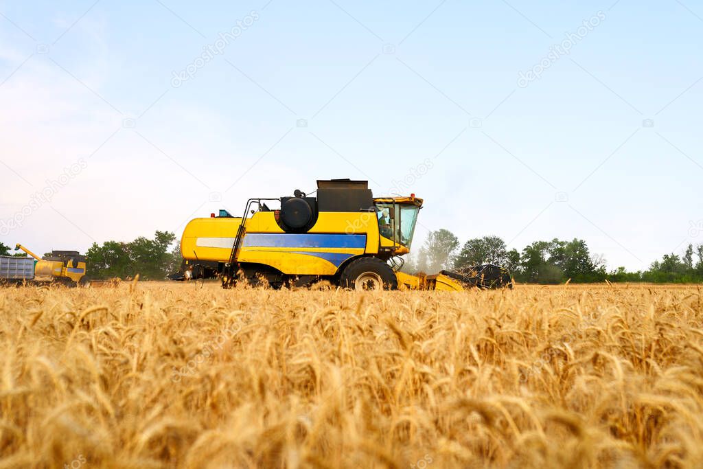 Combine harvesters working in wheat field with clear blue sky. Harvesting machine driver cutting crop in a farmland. Agriculture theme, harvesting season.