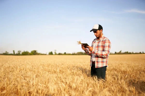 Přesné farmaření. Farmer holding tablet pc, using online data management software at wheat field. Agronomové pracují s dotykovým počítačem, ovládají, analyzují zemědělství. Inovativní technologie — Stock fotografie