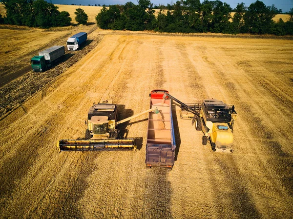 Vista aérea del dron. Sobrecarga de grano de cosechadoras en camión de grano en el campo. Cosechadora unloder verter trigo cosechado en un cuerpo de la caja. Agricultores en el trabajo. Temporada de cosecha agrícola . — Foto de Stock