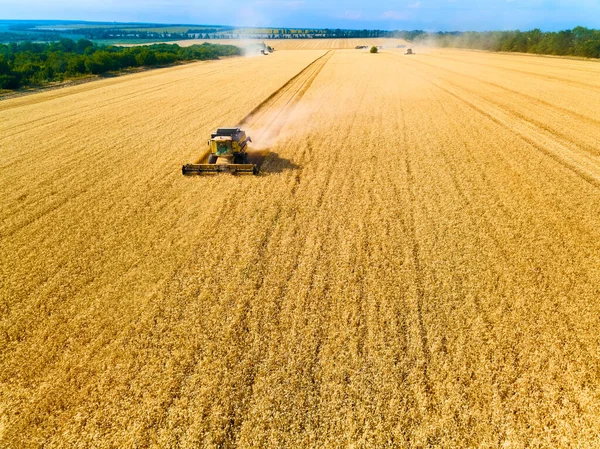 空中ドローンビュー:日没時に小麦畑で作業する収穫機を組み合わせる。農地で機械の運転手の切断作物を収穫。有機農業。農業のテーマ、収穫期。クワッドコプターの写真. — ストック写真