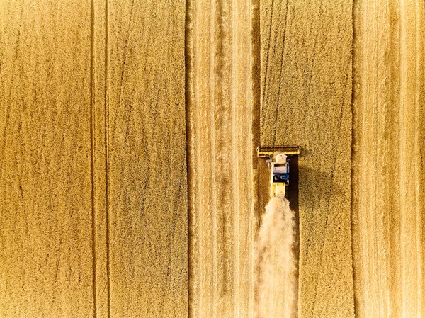 Vista superior del dron aéreo desde arriba: combine cosechadoras que trabajan en el campo de trigo. Cosechadora conductor de la máquina de corte de cultivos en tierras agrícolas. Agricultura ecológica. Tema de agricultura, temporada de cosecha. Quadcopter tiro . —  Fotos de Stock