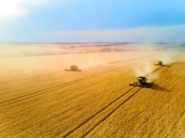 Hava aracı görüntüsü: buğday tarlasında gün batımında çalışan hasatçıları birleştirin. Tarlalarda mahsul kesen makineli sürücüler. Organik tarım. Tarım teması, hasat mevsimi. Quadcopter fotoğrafı.