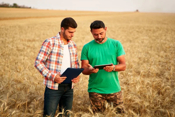 Dva farmáři stojí na poli s pšeničnými strništi, diskutují o sklizni, úrodě. Senior agronomista s dotekem tablet PC učí mladé kolegy. Inovativní technologie. Precision farming with online data management soft. — Stock fotografie