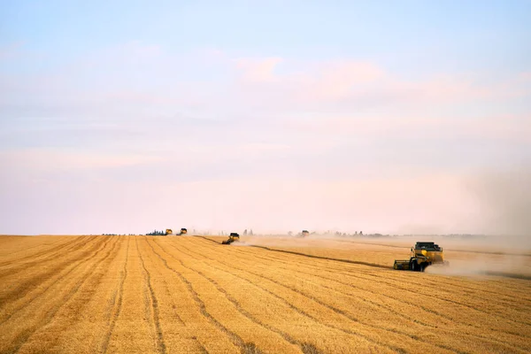 約日没のラウンドで小麦畑で働く収穫者を組み合わせる。夕暮れの農地で機械の運転手の切断作物を収穫する。有機農業。農業のテーマ、収穫期. — ストック写真