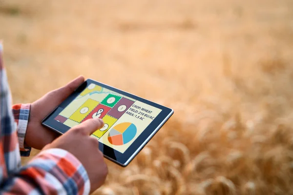 Rolnictwo precyzyjne. Rolnicy trzymają tablet za pomocą oprogramowania do zarządzania danymi online z mapami na polu pszenicy. Agronomist pracuje z ekranem dotykowym do kontroli i analizy działalności rolniczej. — Zdjęcie stockowe