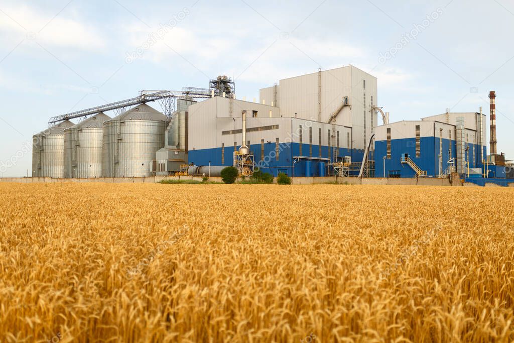 Grain elevator in front of wheat field. Flour or oil mill plant. Silos near farmland. Agriculture theme, a harvesting season.