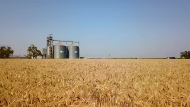 Aérea de ascensor de grano en frente de campo de trigo. Cámara de drones Quadcopter volando hacia la planta de harina o molino de aceite. Silos cerca de tierras de cultivo. Tema de la agricultura, una temporada de cosecha. Dolly en . — Vídeos de Stock