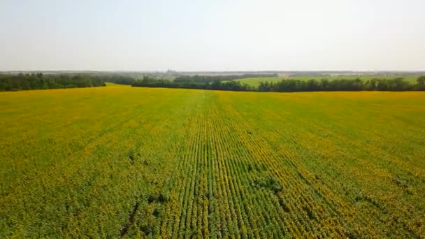 Luchtfoto van zonnebloemen veld. Drone vlucht over een bloeiend zonnebloemenveld. Quadcopter beweegt terug over schilderachtig geel veld van bloemen. Landbouw en oogsten thema. Spectaculair landschap. — Stockvideo