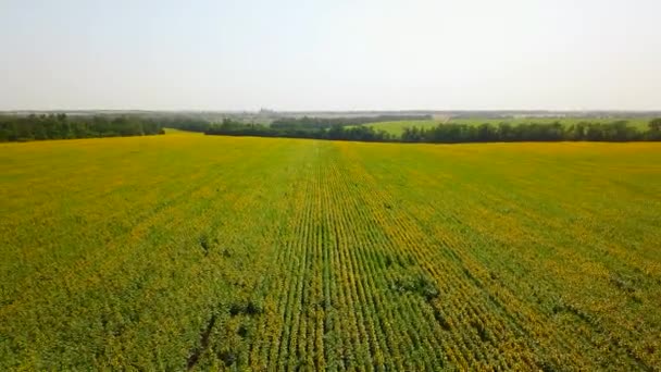 Vista aérea del campo de girasoles. Vuelo de drones sobre el floreciente campo de girasol. Quadcopter moviéndose de nuevo a través del pintoresco campo amarillo de flores. Tema de agricultura y cosecha. Paisaje espectacular . — Vídeos de Stock