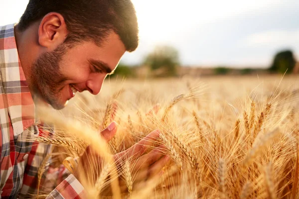 Fazendeiro sorridente segurando e cheirando um monte de espigas de trigo cultivadas maduras nas mãos. Agronomista examinando a cultura de cereais antes da colheita ao nascer do sol. Campo dourado ao pôr-do-sol. Conceito de agricultura biológica . — Fotografia de Stock