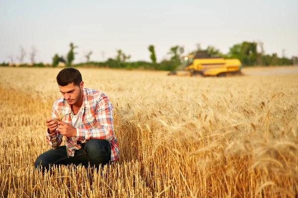 Agronomista badający uprawy zbóż przed zbiorami siedząc na złotym polu. Uśmiechnięty rolnik trzymający w rękach dojrzałe uszy pszenicy. Kombajn zbożowy na tle. Rolnictwo ekologiczne. — Zdjęcie stockowe