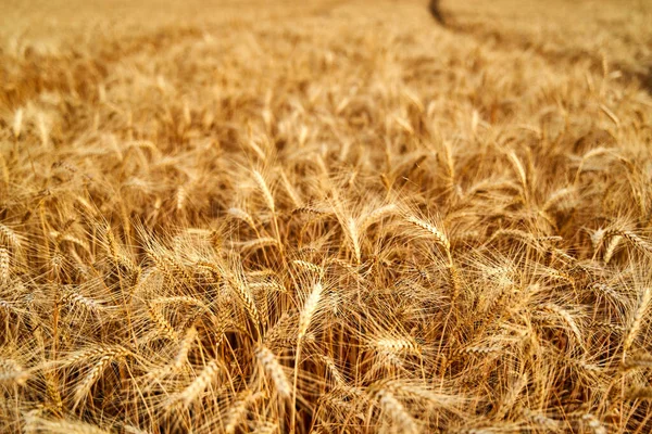 Orelhas de trigo maduro douradas no campo da fazenda prontas para a colheita. Colheita de trigo rico. Agricultura e agronomia tema. Profundidade de campo rasa . — Fotografia de Stock