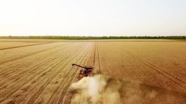 Hava aracı görüntüsü: buğday tarlasında gün batımında çalışan hasatçıları birleştirin. Tarlalarda mahsul kesen makineli sürücüler. Organik tarım. Tarım teması, hasat mevsimi. Quadcopter videosu.