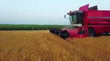 Hava aracı görüntüsü: Buğday tarlasında çalışan hasat makinesini gün batımında birleştirin. Tarlalarda mahsul kesen makineli sürücüler. Organik tarım. Tarım teması, hasat mevsimi. Quadcopter videosu.