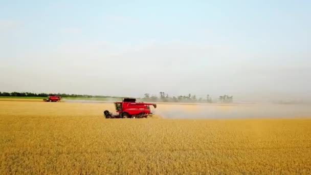 Drohnenbild aus der Luft: Mähdrescher bei der Arbeit im Weizenfeld bei Sonnenuntergang. Erntemaschinen-Fahrer schneiden Getreide auf landwirtschaftlichen Flächen. Biologischer Landbau. Thema Landwirtschaft, Erntezeit. Quadcopter-Video. — Stockvideo