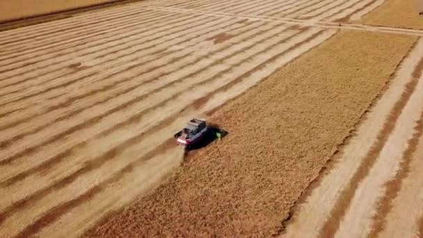 공중 드론으로 본 광경: 해 가질 때면 콩 밭에서 일하는 수확자들을 결합하여 보여준다. 수확기 운전자가 농지에서 농작물을 수확하고 있습니다. 유기농 콩 농사. 농사, 수확기. Quadcopter 비디오. — 비디오