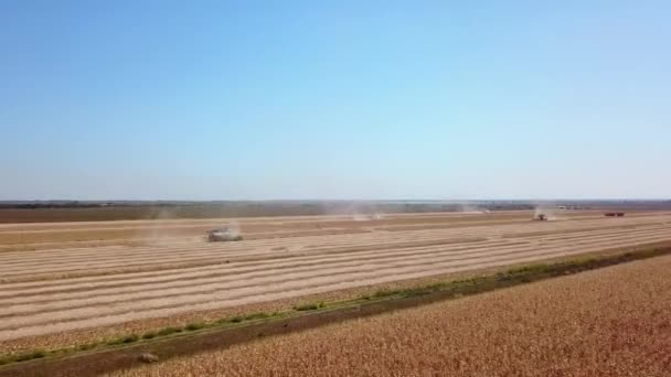 Drohnenbild aus der Luft: Mähdrescher bei der Arbeit auf einem Sojabohnenfeld bei Sonnenuntergang. Erntemaschinen-Fahrer schneiden Getreide auf landwirtschaftlichen Flächen. Biologischer Sojaanbau. Landwirtschaft, Erntezeit. Quadcopter-Video. — Stockvideo