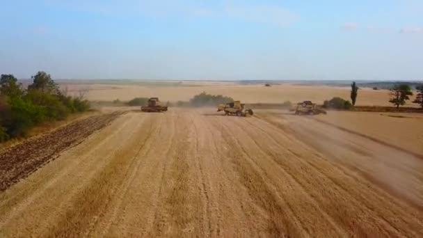Hava aracı görüntüsü: buğday tarlasında gün batımında çalışan hasatçıları birleştirin. Tarlalarda mahsul kesen makineli sürücüler. Organik tarım. Tarım teması, hasat mevsimi. Quadcopter videosu. — Stok video