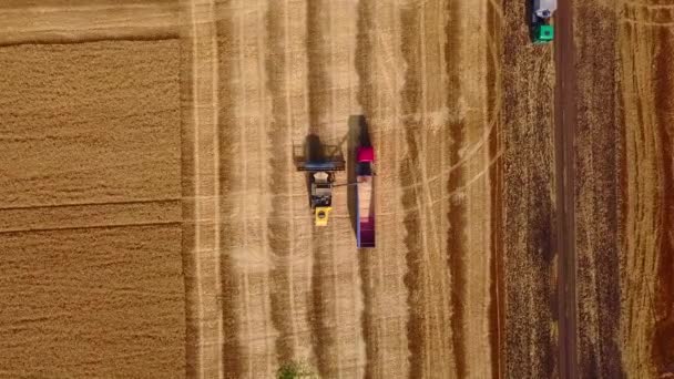 Aerial drone top view from above: overloading grain from combine harvesters into grain truck in field. Harvester unloder pouring wheat into box body. Farmers at work. Agriculture, harvesting season. — Stock Video