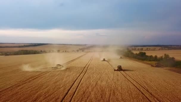 Vue aérienne par drone : moissonneuses-batteuses travaillant au champ de blé au coucher du soleil. Moissonneuse-batteuse coupant les cultures dans les terres agricoles. Agriculture biologique. Thème agriculture, saison des récoltes. Vidéo Quadcopter. — Video