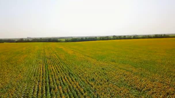 ひまわり畑の空中風景。ひまわり畑上空のドローン飛行。四角形の花の風光明媚な黄色のフィールドに移動します。農業と収穫のテーマ。壮大な風景. — ストック動画