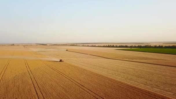 Letecký výhled dronu: kombinujte sklízeče pracující na pšeničném poli při západu slunce. Řidič sklízecího stroje kácí úrodu na zemědělské půdě. Ekologické zemědělství. Zemědělské téma, období sklizně. Quadcopter video. — Stock video