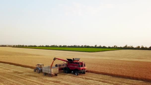 Drohnen aus der Luft. Überladen von Getreide von Mähdreschern in einen Getreidewagen auf dem Feld. Erntehelfer entladen geernteten Weizen in einen Kastenkörper. Bauern bei der Arbeit. Landwirtschaft, Erntezeit. — Stockvideo