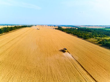 Hava aracı görünümü: günbatımında buğday tarlasında çalışan hasatçıları birleştirin. Alacakaranlıkta tarlalarda mahsul biçen makineli sürücüler. Organik tarım. Tarım teması, hasat mevsimi.