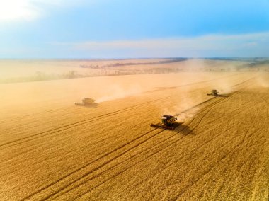 Hava aracı görüntüsü: buğday tarlasında gün batımında çalışan hasatçıları birleştirin. Tarlalarda mahsul kesen makineli sürücüler. Organik tarım. Tarım teması, hasat mevsimi. Quadcopter fotoğrafı.