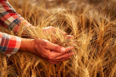 Ellerinde olgun buğday kulakları tutan çiftçi. Flanel gömlekli tarımcı gün doğumunda hasat etmeden önce mısır gevreğini inceler. Gün batımında altın tarla. Organik tarım kavramı. Tarım.