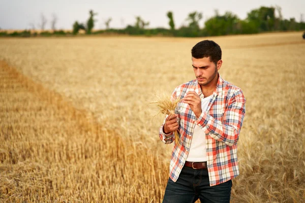 Agronomista badający uprawy zbóż przed zbiorami siedząc na złotym polu. Uśmiechnięty rolnik trzymający w rękach dojrzałe uszy pszenicy. Ranczer w zaroślach. Koncepcja rolnictwa ekologicznego. — Zdjęcie stockowe