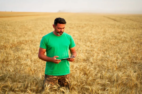 Přesné farmaření. Farmer holding tablet pc, using online data management software at wheat field. Agronomové pracují s dotykovým počítačem, ovládají, analyzují zemědělství. Inovativní technologie — Stock fotografie