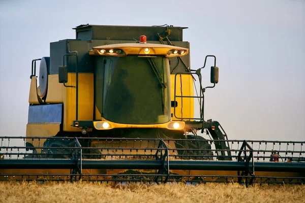 Combineer oogstmachines die werken in een tarweveld bij zonsondergang rond. Oogstmachine chauffeur snijden gewas in een landbouwgrond in de schemering. Biologische landbouw. Landbouw thema, oogstseizoen. — Stockfoto