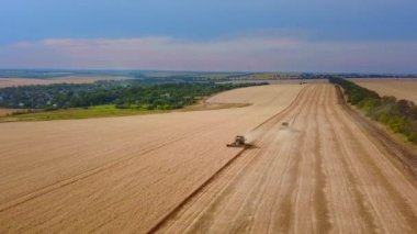 Hava aracı görüntüsü: buğday tarlasında gün batımında çalışan hasatçıları birleştirin. Tarlalarda mahsul kesen makineli sürücüler. Organik tarım. Tarım teması, hasat mevsimi. Quadcopter videosu.