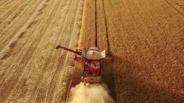 Hava aracı görüntüsü: buğday tarlasında gün batımında çalışan hasatçıları birleştirin. Tarlalarda mahsul kesen makineli sürücüler. Organik tarım. Tarım teması, hasat mevsimi. Quadcopter videosu.