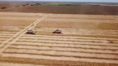 Hava aracı görüntüsü: soya tarlasında gün batımında çalışan hasatçıları birleştirin. Tarlalarda mahsul kesen makineli sürücüler. Organik soya yetiştiriciliği. Tarım, hasat mevsimi. Quadcopter videosu.