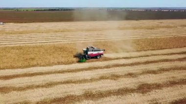 Hava aracı görüntüsü: soya tarlasında gün batımında çalışan hasatçıları birleştirin. Tarlalarda mahsul kesen makineli sürücüler. Organik soya yetiştiriciliği. Tarım, hasat mevsimi. Quadcopter videosu.