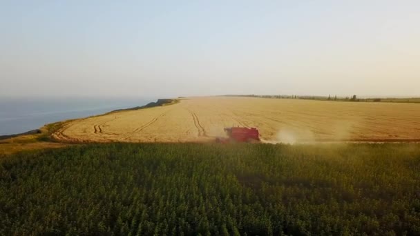 Aérien de moissonneuse batteuse travaillant dans le champ de blé près de falaise avec vue sur la mer au coucher du soleil. Récolte machine de coupe des cultures dans les terres agricoles près de l'océan. Agriculture, saison de récolte. Paysage étonnant pittoresque.