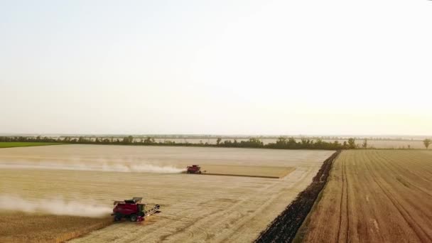 Drohnenbild aus der Luft: Mähdrescher bei der Arbeit im Weizenfeld bei Sonnenuntergang. Erntemaschinen-Fahrer schneiden Getreide auf landwirtschaftlichen Flächen. Biologischer Landbau. Thema Landwirtschaft, Erntezeit. Quadcopter-Video. — Stockvideo