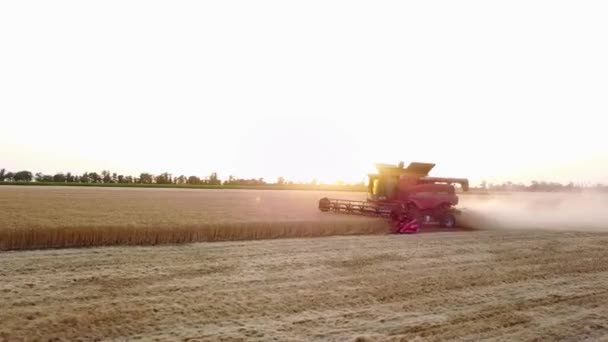 Drohnenbild aus der Luft: Mähdrescher bei der Arbeit im Weizenfeld bei Sonnenuntergang. Erntemaschinen-Fahrer schneiden Getreide auf landwirtschaftlichen Flächen. Biologischer Landbau. Thema Landwirtschaft, Erntezeit. Quadcopter-Video. — Stockvideo