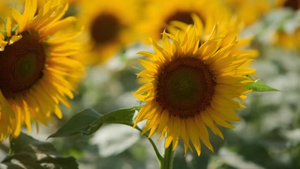 Lindas flores amarelas de girassol florescendo em um campo no dia ensolarado. As abelhas no pólen da cabeça de girassol coletam néctar para mel. Tema da agricultura, colheita orgânica rica para extração de petróleo . — Vídeo de Stock