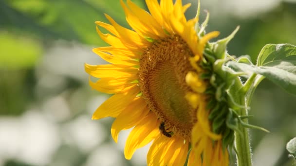 Lindas flores amarelas de girassol florescendo em um campo no dia ensolarado. As abelhas no pólen da cabeça de girassol coletam néctar para mel. Tema da agricultura, colheita orgânica rica para extração de petróleo . — Vídeo de Stock