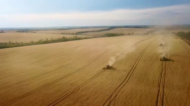 Hava aracı görüntüsü: buğday tarlasında gün batımında çalışan hasatçıları birleştirin. Tarlalarda mahsul kesen makineli sürücüler. Organik tarım. Tarım teması, hasat mevsimi. Quadcopter videosu.