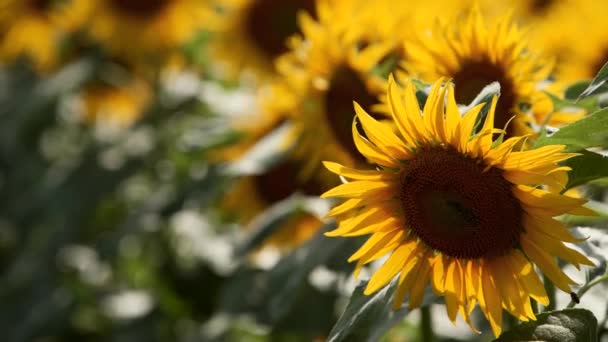 Belles fleurs de tournesol jaunes fleurissant dans un champ par une journée ensoleillée. Les abeilles sur le pollen du tournesol recueillent le nectar pour le miel. Thème de l'agriculture, riche récolte biologique pour l'extraction d'huile.