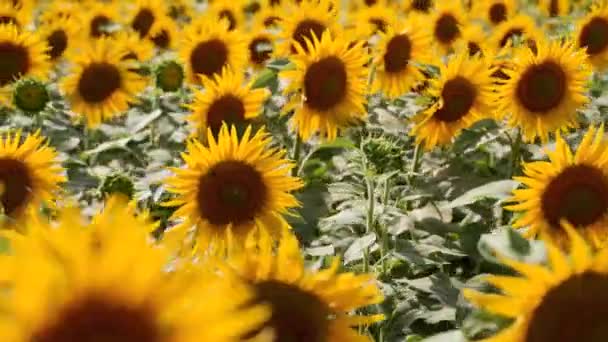 Lindas flores amarelas de girassol florescendo em um campo no dia ensolarado. As abelhas no pólen da cabeça de girassol coletam néctar para mel. Tema da agricultura, colheita orgânica rica para extração de petróleo . — Vídeo de Stock