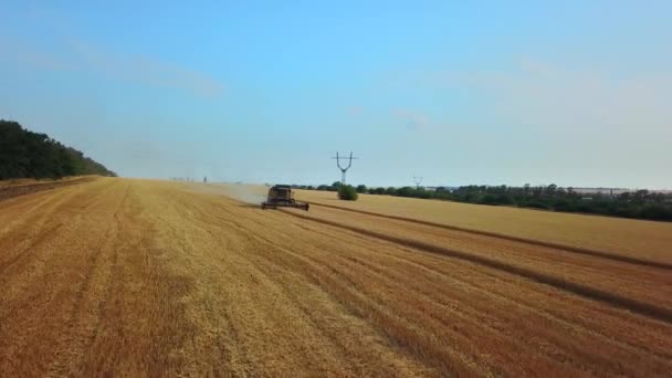 Vue aérienne par drone : moissonneuses-batteuses travaillant au champ de blé au coucher du soleil. Moissonneuse-batteuse coupant les cultures dans les terres agricoles. Agriculture biologique. Thème agriculture, saison des récoltes. Vidéo Quadcopter. — Video