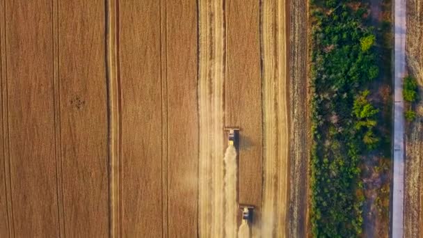 Draufsicht aus der Luft: Mähdrescher bei der Arbeit im Weizenfeld. Erntemaschinen-Fahrer schneiden Getreide auf landwirtschaftlichen Flächen. Biologischer Landbau. Thema Landwirtschaft, Erntezeit. Quadcopter-Video — Stockvideo