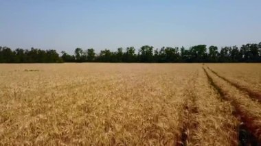 Buğday tarlası havası. İnsansız uçak kamerası altın mısır gevreği kulaklarının üzerinde uçuyor. Kırsal bölgedeki en iyi tarım arazisi manzarası. Kuadkopter dikenlerin üzerinden uçuyor. Rüzgar, tahıl mahsullerini savurur..
